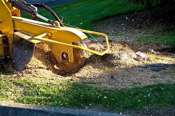 The Steps Involved in Our Tree Care Process in Raven, VA